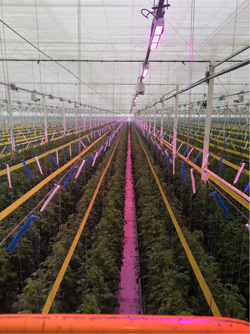 Tomato plant factory